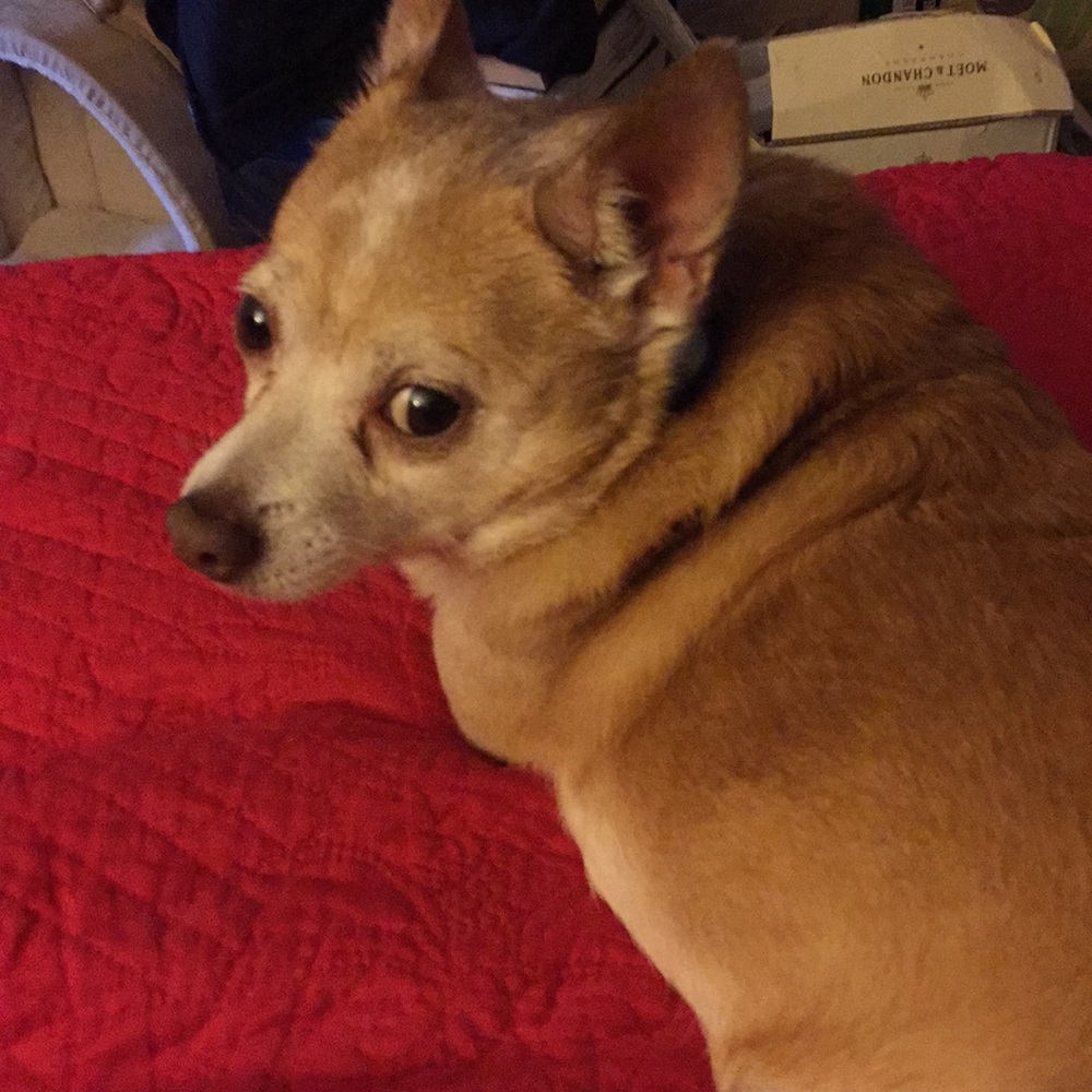 Meet your Posher, Chris